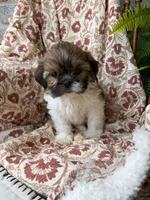 Fancy, a female Shih Tzu for sale in Seymour, MO – 3 of 10