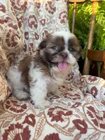 Eleanor, a female Shih Tzu for sale in Seymour, MO – 6 of 9