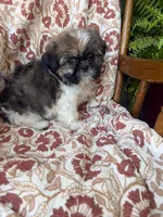 Lola, a female Shih Tzu for sale in Seymour, MO – 7 of 10