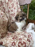 Fancy, a female Shih Tzu for sale in Seymour, MO – 4 of 10