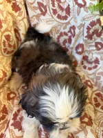 Raines, a male Shih Tzu for sale in Seymour, MO – 3 of 9