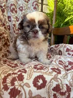 Eleanor, a female Shih Tzu for sale in Seymour, MO – 8 of 9