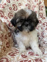 Lola, a female Shih Tzu for sale in Seymour, MO – 10 of 10