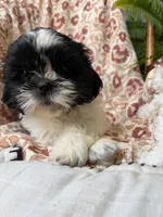 Charlie, a male Shih Tzu for sale in Seymour, MO – 8 of 10
