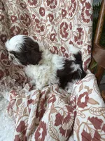 Molly Mae, a female Shih Tzu for sale in Seymour, MO – 7 of 10