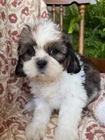Judah, a male Shih Tzu for sale in Seymour, MO – 3 of 9