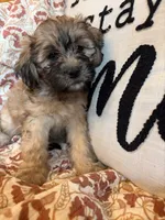 Nash, a male Shih Tzu for sale in Seymour, MO – 3 of 10