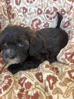Judah, a male Shih Tzu for sale in Seymour, MO – Photo 6 of 9