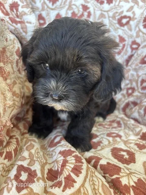 Murphy  – Shih Tzu puppy for sale in Seymour, MO