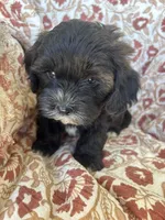 Judah, a male Shih Tzu for sale in Seymour, MO – Photo 2 of 9