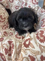 Judah, a male Shih Tzu for sale in Seymour, MO – Photo 9 of 9