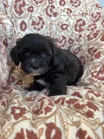 Judah, a male Shih Tzu for sale in Seymour, MO – Photo 5 of 9