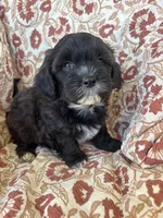 Judah, a male Shih Tzu for sale in Seymour, MO – Photo 3 of 9