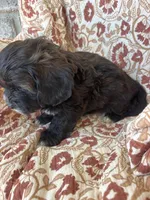 Judah, a male Shih Tzu for sale in Seymour, MO – Photo 4 of 9