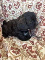 Judah, a male Shih Tzu for sale in Seymour, MO – Photo 8 of 9