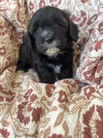 Judah, a male Shih Tzu for sale in Seymour, MO – Photo 7 of 9
