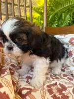 Kip, a female Shih Tzu for sale in Seymour, MO – 1 of 9