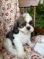 Judah, a male Shih Tzu for sale in Seymour, MO – 2 of 9