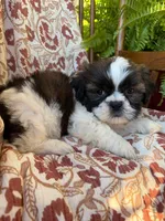 Otto, a male Shih Tzu for sale in Seymour, MO – 5 of 9