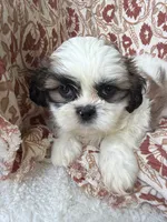 Charlie, a male Shih Tzu for sale in Seymour, MO – 10 of 10