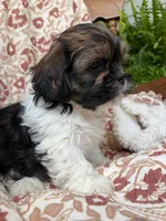 Jasper, a male Shih Tzu for sale in Seymour, MO – 10 of 10
