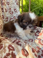 Tiny Memphis, a male Shih Tzu for sale in Seymour, MO – 10 of 10
