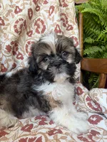 Finn, a male Shih Tzu for sale in Seymour, MO – 4 of 10