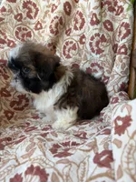 Tiny Tim, a male Shih Tzu for sale in Seymour, MO – 3 of 10
