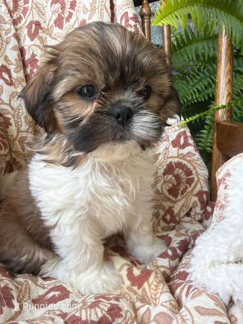 Fancy – Shih Tzu puppy for sale in Seymour, MO