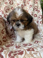 Nora, a female Shih Tzu for sale in Seymour, MO – 9 of 10