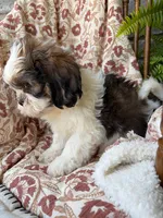 Judah, a male Shih Tzu for sale in Seymour, MO – 9 of 9