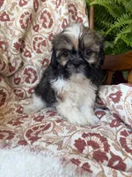 Finn, a male Shih Tzu for sale in Seymour, MO – 10 of 10