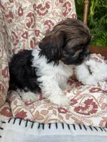 Jasper, a male Shih Tzu for sale in Seymour, MO – 3 of 10