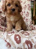 Beau, a male Cavapoo and Poodle - Toy  for sale in Seymour, MO – 9 of 9