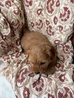 Sadie, a female Cavapoo and Poodle - Toy  for sale in Seymour, MO – 7 of 9
