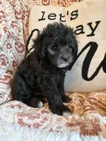 Willow, a female Shih Tzu for sale in Seymour, MO – 6 of 8