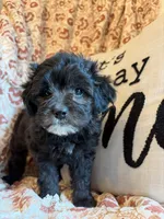 Willow, a female Shih Tzu for sale in Seymour, MO – 4 of 8