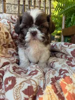 Tiny Beckem, a male Shih Tzu for sale in Seymour, MO – 6 of 8