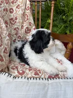Truman, a male Shih Tzu for sale in Seymour, MO – 5 of 6