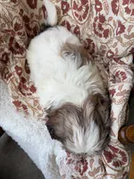 Halle Rae, a female Shih Tzu for sale in Seymour, MO – 9 of 10