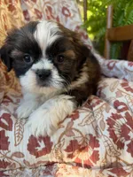 Otto, a male Shih Tzu for sale in Seymour, MO – 9 of 9