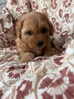Sadie, a female Cavapoo and Poodle - Toy  for sale in Seymour, MO – 3 of 9