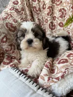 Murphy, a male Shih Tzu for sale in Seymour, MO – 8 of 10