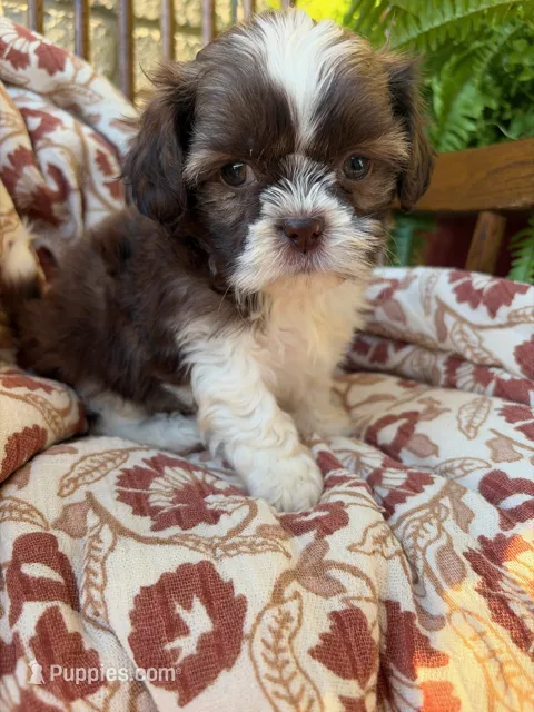 Tiny Beckem – Shih Tzu puppy for sale in Seymour, MO