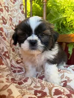 Otto, a male Shih Tzu for sale in Seymour, MO – 2 of 9