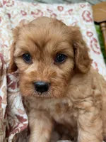 Beau, a male Cavapoo and Poodle - Toy  for sale in Seymour, MO – 3 of 9