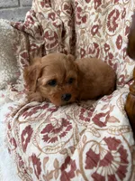 Sadie, a female Cavapoo and Poodle - Toy  for sale in Seymour, MO – 5 of 9