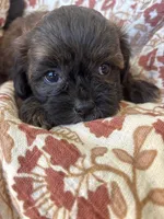 Coco, a female Shih Tzu for sale in Seymour, MO – Photo 7 of 8