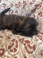 Coco, a female Shih Tzu for sale in Seymour, MO – Photo 6 of 8