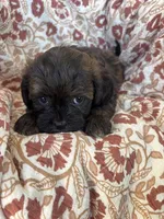 Coco, a female Shih Tzu for sale in Seymour, MO – Photo 5 of 8